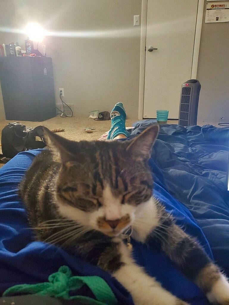 Della joined the competition — help win amazing prizes! bed, carnivore, cat, comfort, couch, domestic_short_haired_cat, felidae, flooring, fur, mammal, room, small_to_medium_sized_cats, snout, whiskers