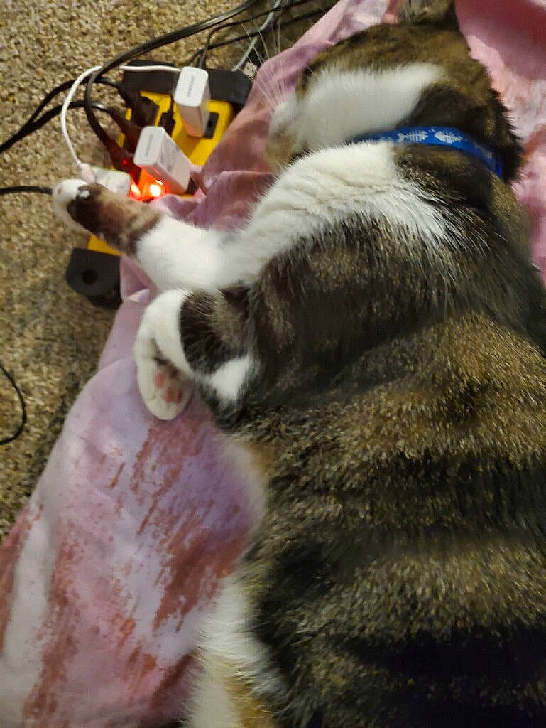 Della joined the competition — help win amazing prizes! canidae, carnivore, cat, claw, dog_breed, domestic_short_haired_cat, fawn, felidae, foot, fur, grass, human_leg, leg, nail, paw, photography, small_to_medium_sized_cats, snout, tail, whiskers