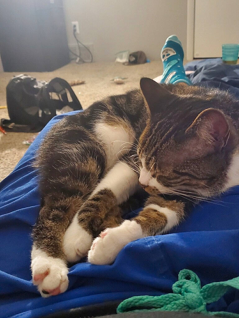 Della is registered to the contest to win money with this photo: carnivore, cat, claw, comfort, domestic_short_haired_cat, felidae, flooring, fur, lap, linens, nap, paw, room, sleep, small_to_medium_sized_cats, tail, television, vertebrate, whiskers