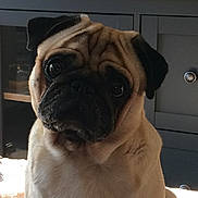Milo a rejoint le concours — aidez-le/la à gagner de superbes lots ! dog, pug, pet, indoor, animal, portrait, face, ears, fur, cute, canine, companion, cabinet, furniture, light, shadow, curious, expression, closeup, sitting