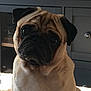 dog, pug, pet, indoor, animal, portrait, face, ears, fur, cute, canine, companion, cabinet, furniture, light, shadow, curious, expression, closeup, sitting