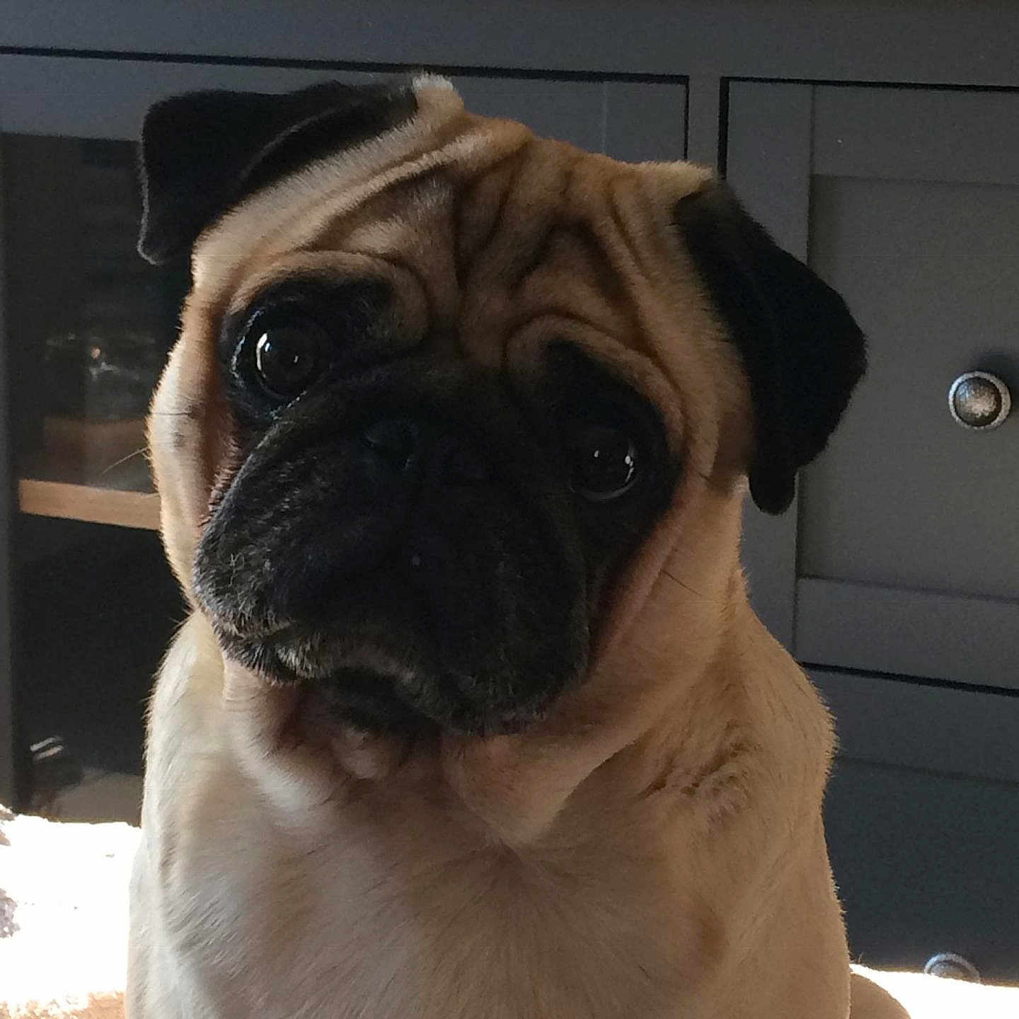 Milo a rejoint le concours — aidez-le/la à gagner de superbes lots ! animal, cabinet, canine, closeup, companion, curious, cute, dog, ears, expression, face, fur, furniture, indoor, light, pet, portrait, pug, shadow, sitting