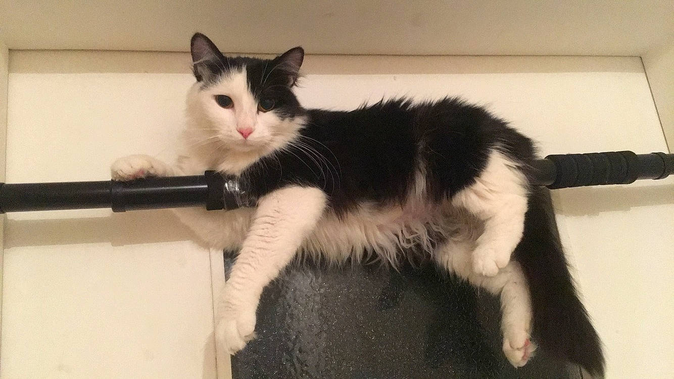 Kikie a rejoint le concours — aidez-le/la à gagner de superbes lots ! carnivore, cat, claw, domestic_short_haired_cat, felidae, flooring, foot, fur, human_leg, paw, sitting, small_to_medium_sized_cats, tail, whiskers