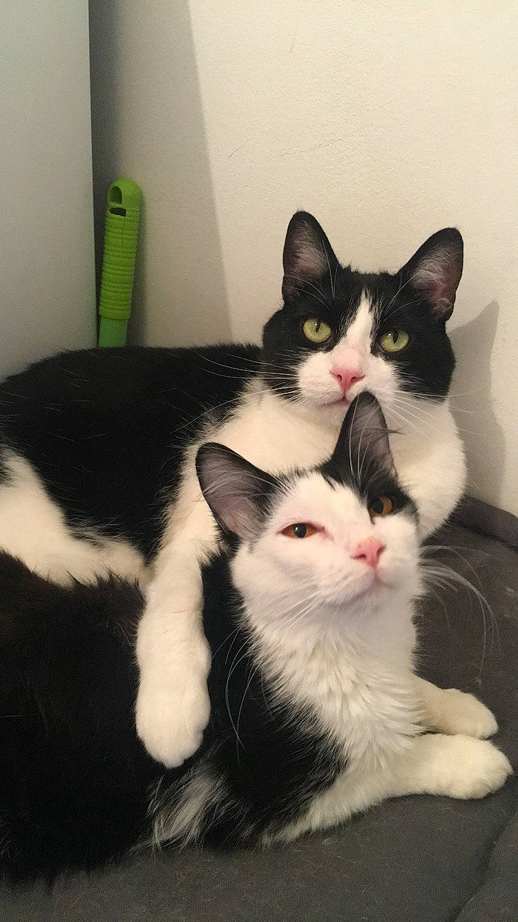 Kikie participe au concours pour gagner de l'argent avec cette photo : carnivore, cat, claw, comfort, domestic_short_haired_cat, eye, felidae, flooring, foot, fur, monochrome_photography, paw, sitting, small_to_medium_sized_cats, snout, tail, whiskers