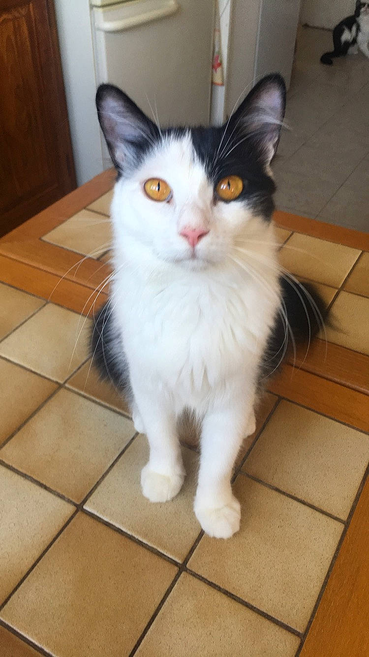 Kikie participe au concours pour gagner de l'argent avec cette photo : carnivore, cat, claw, domestic_short_haired_cat, eye, felidae, floor, flooring, foot, fur, hardwood, head, iris, paw, small_to_medium_sized_cats, snout, tail, tile_flooring, whiskers, wood