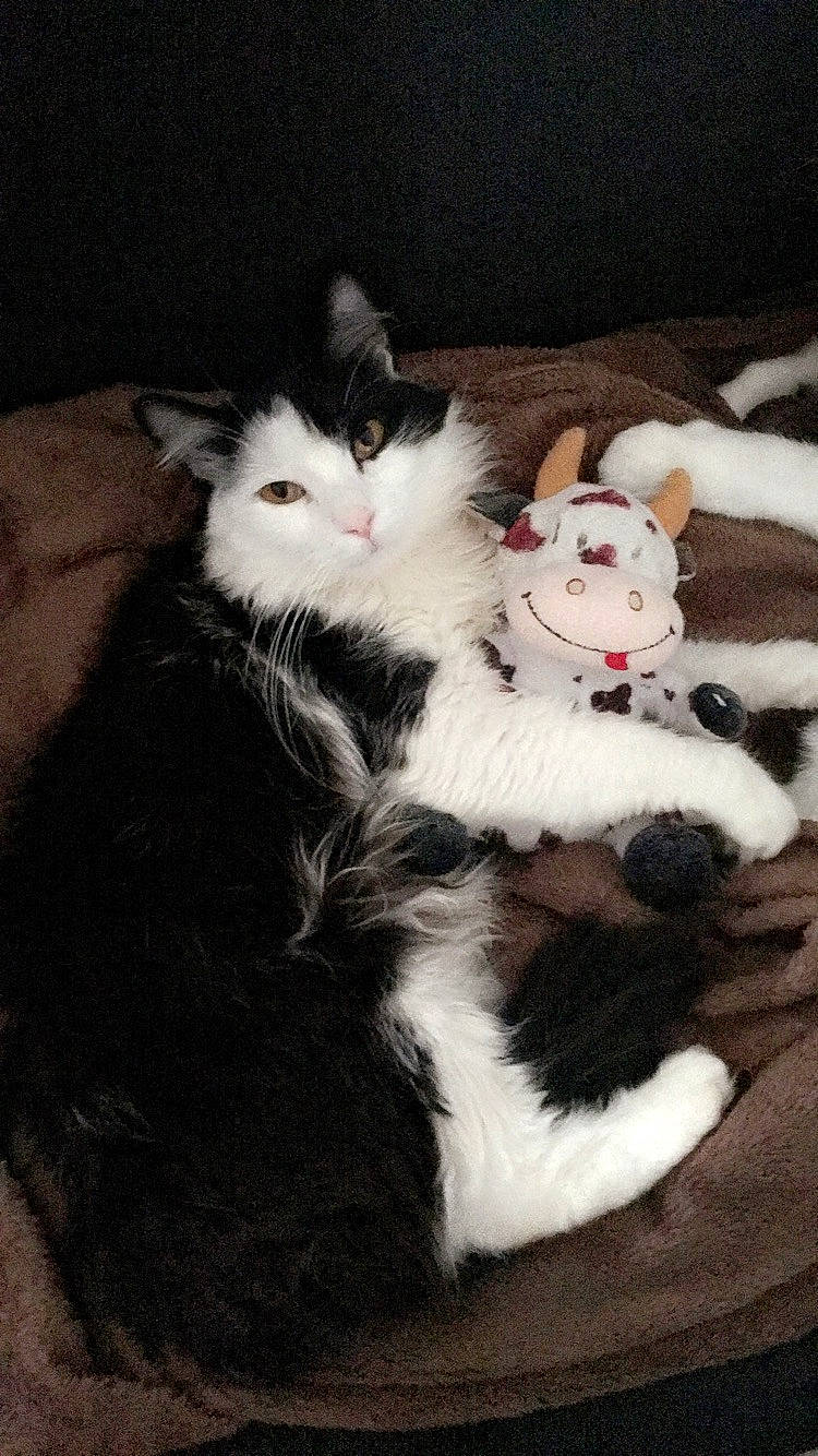 Kikie a rejoint le concours — aidez-le/la à gagner de superbes lots ! carmine, carnivore, cat, claw, comfort, domestic_short_haired_cat, felidae, fur, lap, paw, small_to_medium_sized_cats, tail, toy, whiskers