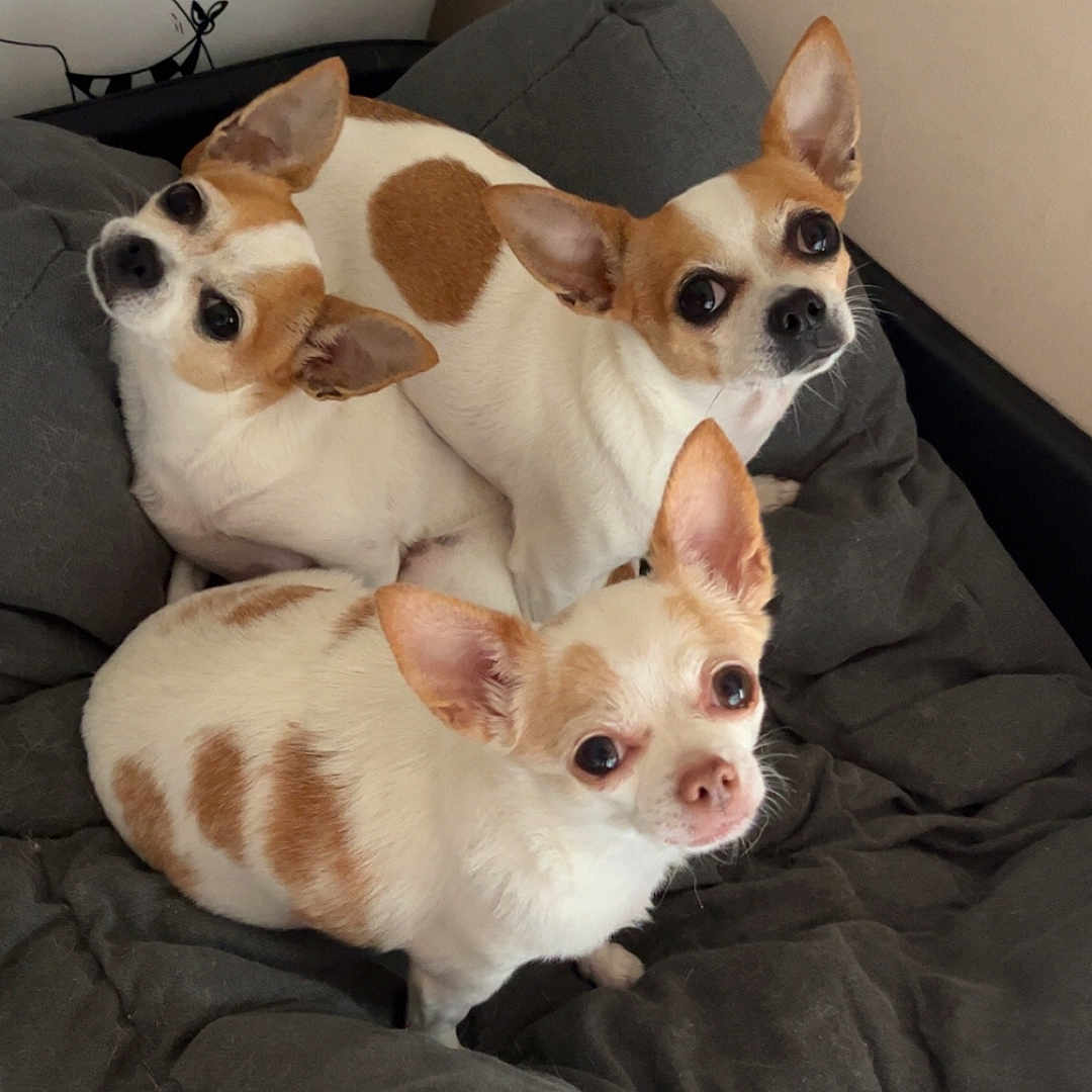 Les Bébous