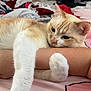 Cat is registered to the contest to win money with this photo: animal, bed, blanket, cat, closeup, comfort, cozy, cream_color, domestic, feline, fur, human_arm, indoor, pet, pillow, relaxation, resting, sleepy, soft, white_color