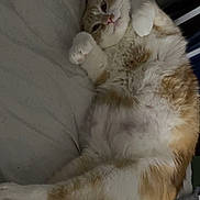 Cat is registered to the contest to win money with this photo: animal, bed, blanket, cat, cozy, cute, domestic_animal, feline, fur, indoor, lying_down, orange_cat, paws, pet, relaxed, resting, sleepy, tail, whiskers, white_cat