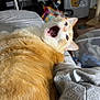 Cat joined the competition — help win amazing prizes! animal, blanket, cat, cozy, cute, domestic, fan, fridge, fur, furniture, home, indoor, orange_cat, pet, relaxed, sleepy, sticker, whiskers, white_cat, yawning