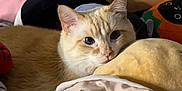 Cat joined the competition — help win amazing prizes! animal, bed, blanket, cat, comfort, cozy, cream_colored_cat, curious, cute, fabric, feline, home, indoor, pet, plush_toys, relaxing, resting, sleepy, soft_lighting, stuffed_animals