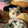animal, bed, blanket, cat, comfort, cozy, cream_colored_cat, curious, cute, fabric, feline, home, indoor, pet, plush_toys, relaxing, resting, sleepy, soft_lighting, stuffed_animals