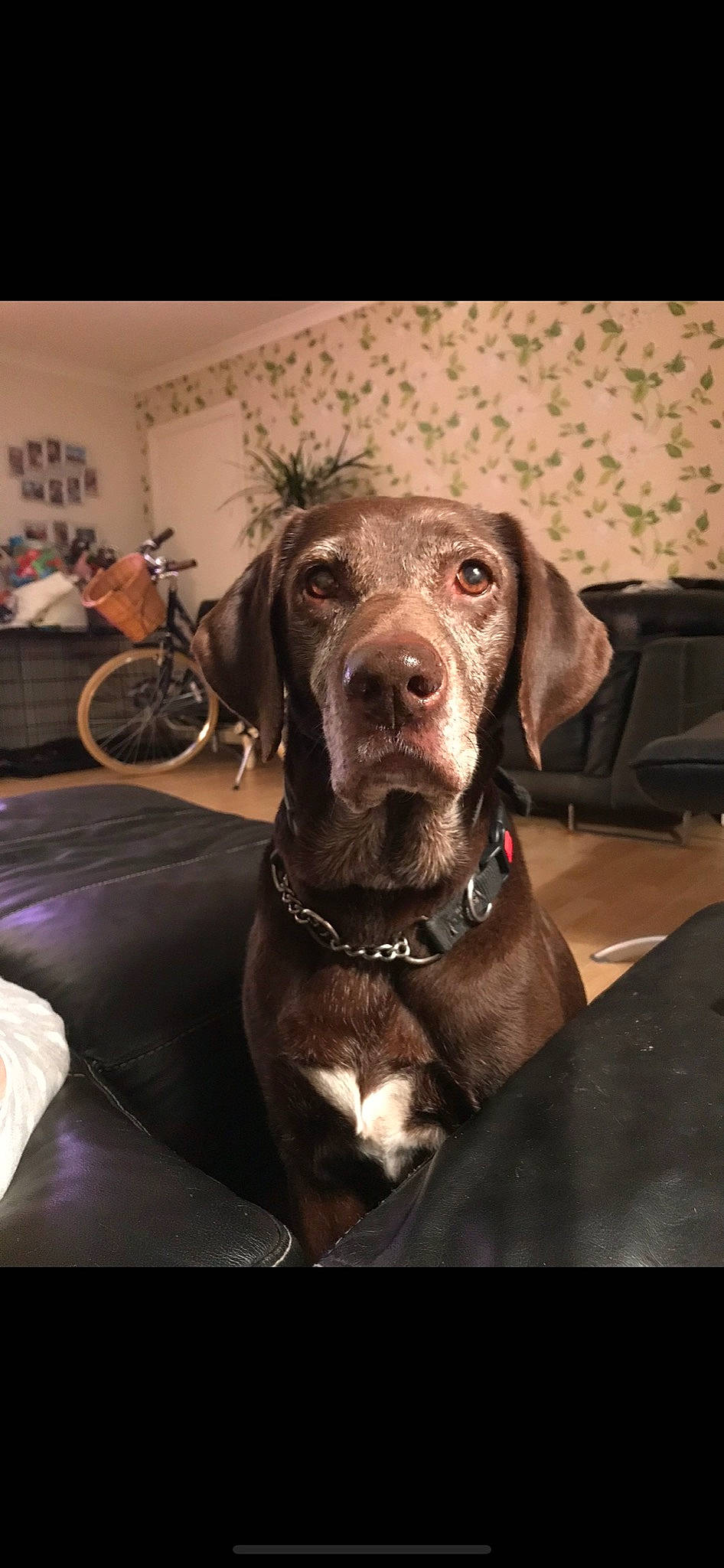 Tinkerbelle is registered to the contest to win money with this photo: bicycle_wheel, carnivore, collar, comfort, companion_dog, dog, dog_breed, dog_collar, fawn, fur, guard_dog, gun_dog, leash, liver, metal, pet_supply, sporting_group, whiskers, window, working_animal