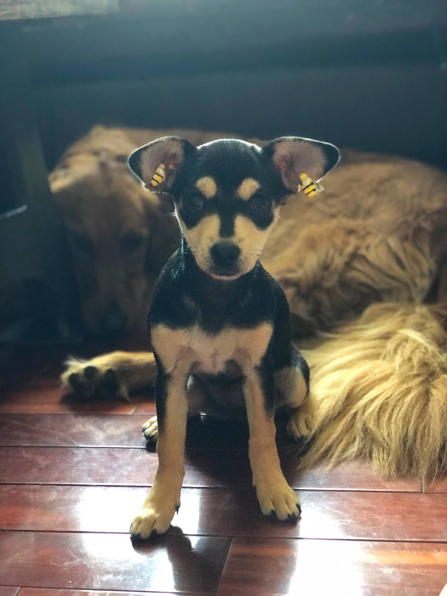 Piper joined the competition — help win amazing prizes! carnivore, chihuahua, companion_dog, couch, dog, dog_breed, fawn, flooring, fur, guard_dog, hardwood, paw, snout, tail, terrestrial_animal, toy, toy_dog, whiskers, wood, working_animal