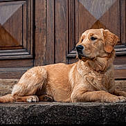 Aston participe au concours pour gagner de l'argent avec cette photo : animal, calm, canine, dog, door, ears, fur, golden_retriever, laying_down, mammal, natural_light, outdoor, paws, pet, portrait, resting, side_view, snout, stone, wood