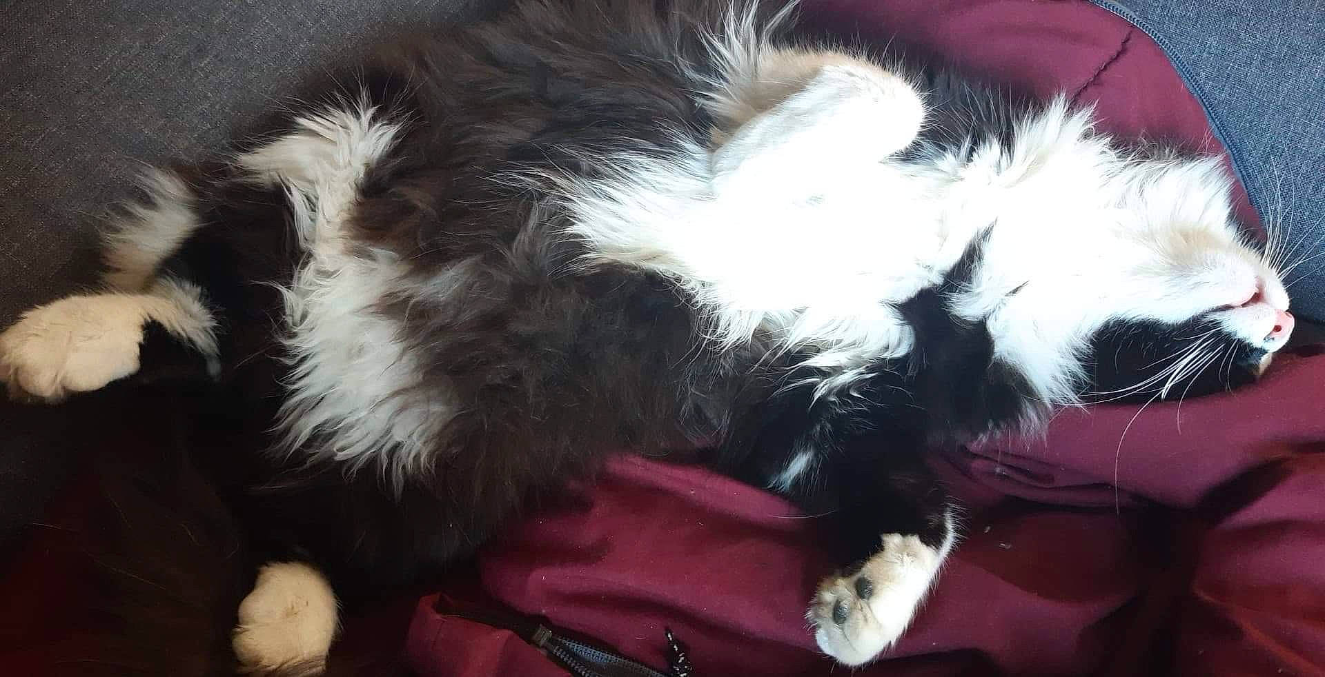 Oreo participe au concours pour gagner de l'argent avec cette photo : australian_shepherd, border_collie, canidae, carnivore, dog, dog_breed, fur, puppy, sporting_group