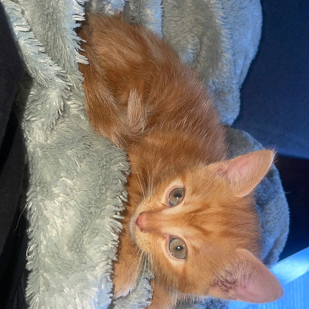 Simba participe au concours pour gagner de l'argent avec cette photo : animal, blanket, cozy, curious, cute, domestic_cat, ears, fur, furry, indoor, kitten, orange_cat, paws, pet, relaxing, resting, small_cat, soft_texture, whiskers, young_cat