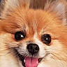 dog, pomeranian, fluffy, cute, tongue_out, close_up, pet, animal, face, fur, happy, smiling, canine, domestic_animal, mammal, small_dog, adorable, friendly, companion, indoors