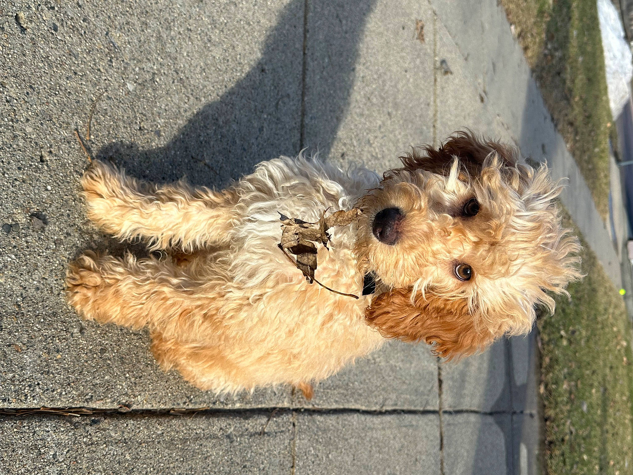 Brew joined the competition — help win amazing prizes! asphalt, canidae, carnivore, companion_dog, concrete, dog, dog_breed, fawn, fur, poodle, road_surface, shadow, small_terrier, snout, soil, sporting_group, tail, terrier, toy, toy_dog