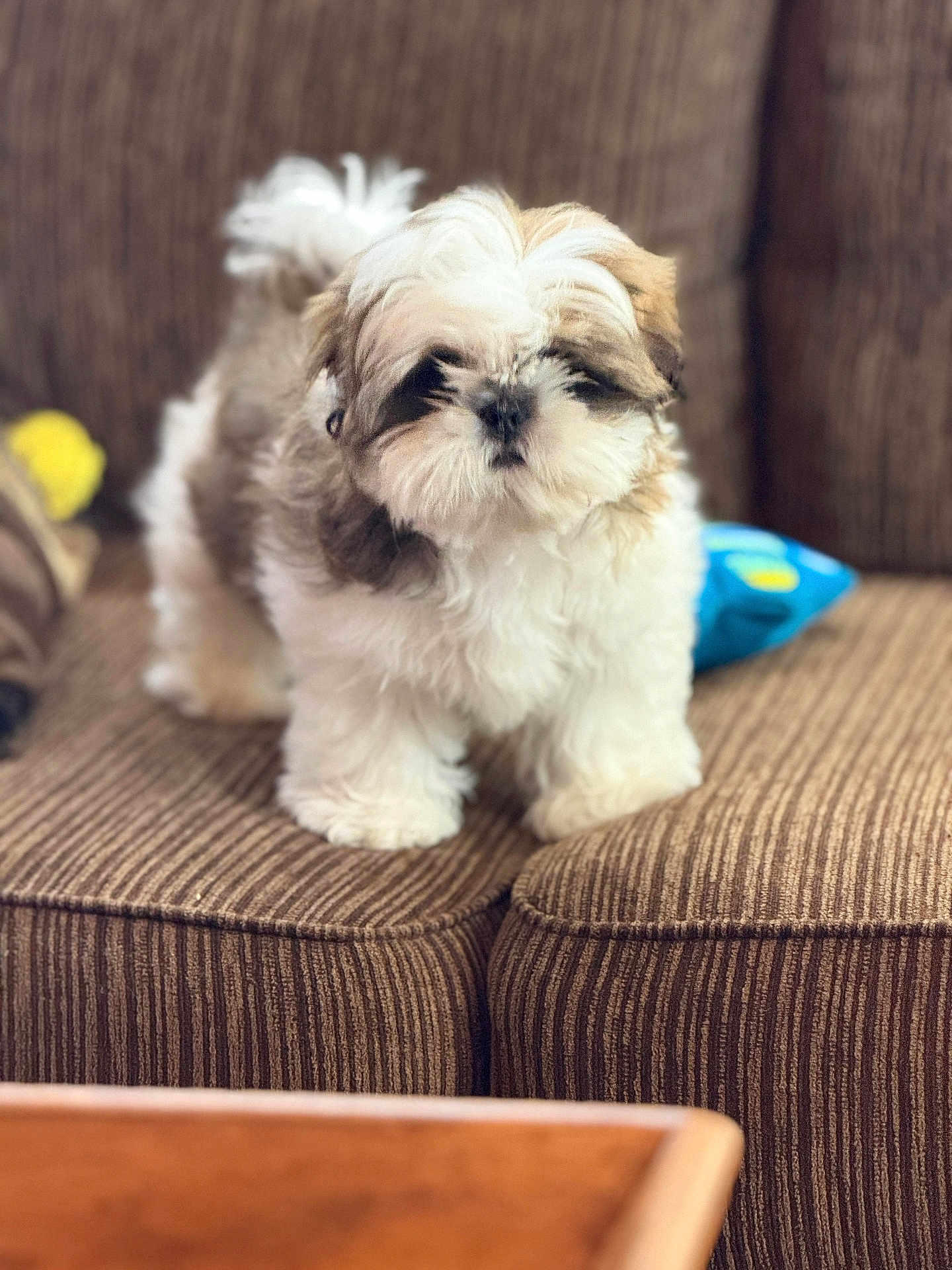 Chico joined the competition — help win amazing prizes! puppy, dog, fluffy, couch, brown, striped, indoor, pet, cute, small, fur, animal, home, living_room, toy, snack_bag, furniture, domestic, young, standing