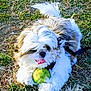 Chico joined the competition — help win amazing prizes! dog, tennis_ball, grass, outdoor, pet, playful, fluffy, white, brown, tongue_out, animal, leash, nature, fur, paw, cute, small_dog, sunlight, toy, happy