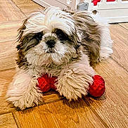 Chico is registered to the contest to win money with this photo: puppy, dog, toy, red, floor, wooden_floor, fluffy, pet, indoor, baby_gate, home, cute, playful, lying_down, fur, small_dog, animal, domestic, companion, looking_at_camera