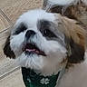 animal, bandana, brown_fur, close_up, clover_pattern, companion, cute, dog, floor, fluffy, fur, green_bandana, indoor, looking_up, mouth_open, pet, portrait, small_dog, white_fur, wooden_floor