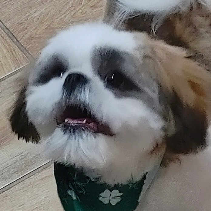 Chico