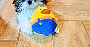 Chico joined the competition — help win amazing prizes! adorable, animal, blue, companion, cute, dog, domestic, floor, fluffy, indoor, pet, playful, plush, puppy, resting, small_dog, tile_floor, toy, wooden_floor, yellow
