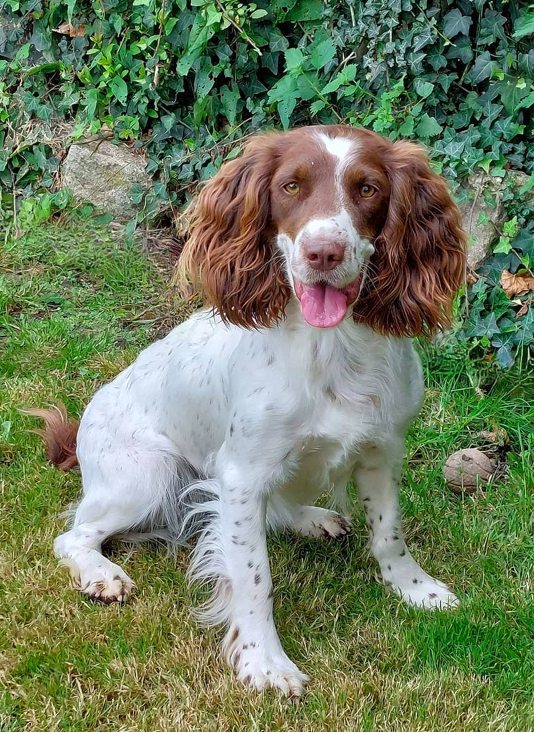 Rubbye a rejoint le concours — aidez-le/la à gagner de superbes lots ! canidae, carnivore, companion_dog, dog, dog_breed, grass, gun_dog, hunting_dog, liver, plant, snout, spaniel, sporting_group, terrestrial_animal