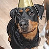 Lynka a rejoint le concours — aidez-le/la à gagner de superbes lots ! beauceron, canidae, carnivore, dobermann, dog, dog_breed, german_pinscher, guard_dog, mammal, pinscher, rare_breed_dog, rottweiler, snout, vertebrate, working_dog