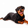 Lynka participe au concours pour gagner de l'argent avec cette photo : austrian_black_and_tan_hound, beauceron, canidae, carnivore, companion_dog, dog, dog_breed, huntaway, hunting_dog, mammal, rare_breed_dog, rottweiler, smaland_hound, sporting_group, vertebrate, working_dog