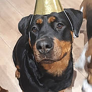 Lynka a rejoint le concours — aidez-le/la à gagner de superbes lots ! beauceron, canidae, carnivore, dobermann, dog, dog_breed, german_pinscher, guard_dog, mammal, pinscher, rare_breed_dog, rottweiler, snout, vertebrate, working_dog