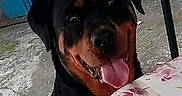 Lynka participe au concours pour gagner de l'argent avec cette photo : canidae, carnivore, companion_dog, dog, dog_breed, fawn, guard_dog, huntaway, hunting_dog, mammal, molosser, rottweiler, snout, sporting_group, vertebrate, working_dog