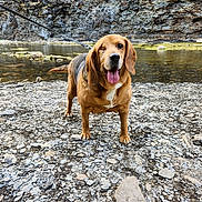 Kush joined the competition — help win amazing prizes! dog, one_eyed, leash, rocky_ground, river, water, cliff, outdoor, nature, pet, canine, tongue_out, happy, walking, adventure, animal, brown_fur, short_fur, daylight, scenic