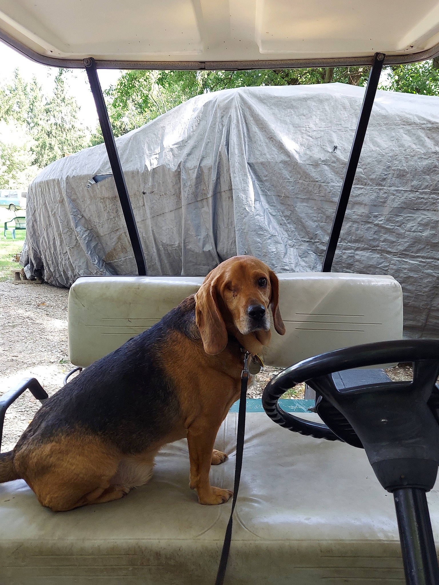 Kush is registered to the contest to win money with this photo: carnivore, chair, collar, companion_dog, dog, dog_breed, dog_collar, dog_supply, fawn, leash, leisure, mammal, outdoor_furniture, pet_supply, plant, shade, tent, tints_and_shades, vertebrate, working_animal