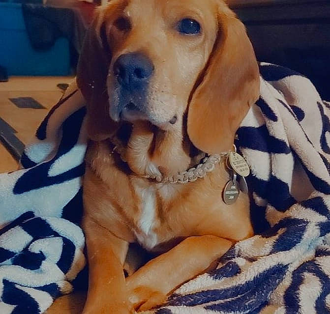 Kush is registered to the contest to win money with this photo: canidae, carnivore, collar, comfort, companion_dog, dog, dog_breed, dog_collar, dog_supply, fawn, fur, hound, liver, metal, pattern, pet_supply, snout, sporting_group, whiskers, working_animal