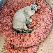 Freezer participe au concours pour gagner de l'argent avec cette photo : animal, blue_eyes, cat, circular_bed, cozy, cute, domestic_cat, ears, fluffy_bed, fur, indoor, looking_at_camera, pet, pink, relaxed, resting, small, soft_texture, whiskers, wooden_floor