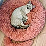animal, blue_eyes, cat, circular_bed, cozy, cute, domestic_cat, ears, fluffy_bed, fur, indoor, looking_at_camera, pet, pink, relaxed, resting, small, soft_texture, whiskers, wooden_floor