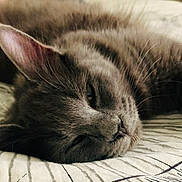 Freya a rejoint le concours — aidez-le/la à gagner de superbes lots ! animal, bed, bedding, calm, cat, close_up, cozy, cute, feline, fur, gray_cat, indoor, nap, pet, relaxation, resting, sleeping, soft_light, striped_pattern, whiskers