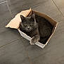 animal, box, cardboard_box, cat, cozy, curious, cute, domestic_cat, feline, floor, fur, gray_cat, green_eyes, indoor, looking_up, paw, pet, resting, tile_floor, whiskers
