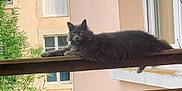 Freya participe au concours pour gagner de l'argent avec cette photo : animal, balcony, building, cat, curious, daylight, domestic_cat, feline, fluffy, gray_cat, greenery, nature, outdoor, pet, quiet, relaxed, resting, tree, window, wooden_railing
