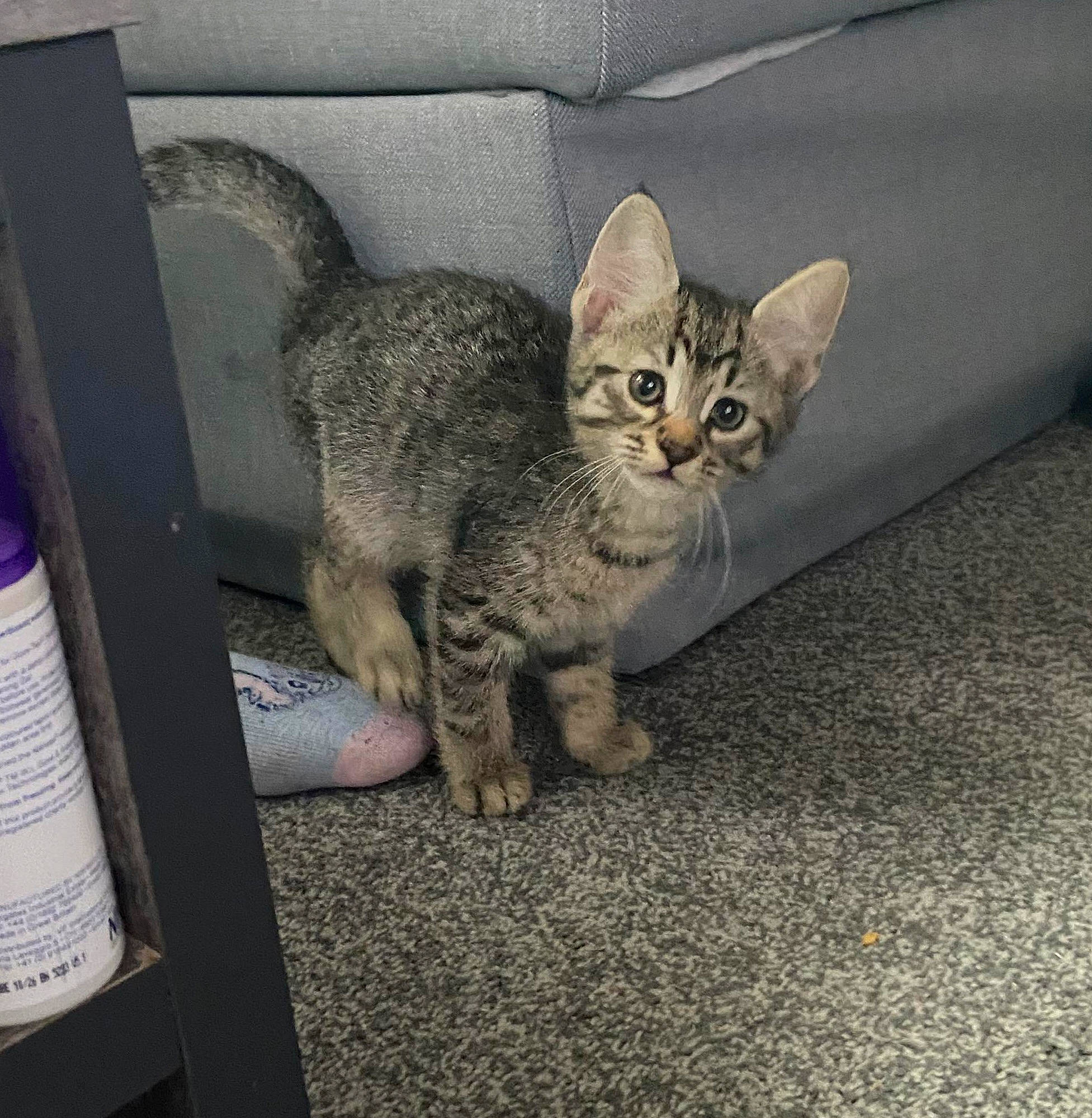 Finlay joined the competition — help win amazing prizes! asphalt, carnivore, cat, claw, comfort, domestic_short_haired_cat, eye, felidae, fur, grey, paw, road_surface, sitting, small_to_medium_sized_cats, snout, tail, whiskers