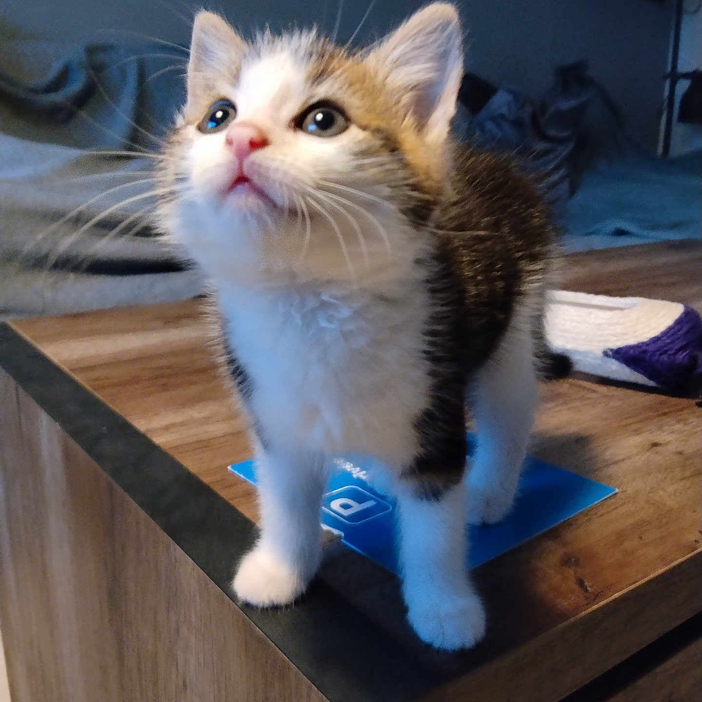Pompom participe au concours pour gagner de l'argent avec cette photo : kitten, cat, animal, fluffy, tricolor, white_fur, orange_fur, brown_fur, whiskers, blue_eyes, pink_nose, standing, curious, adorable, indoor, coffee_table, wooden_furniture, bedroom, blanket, portrait