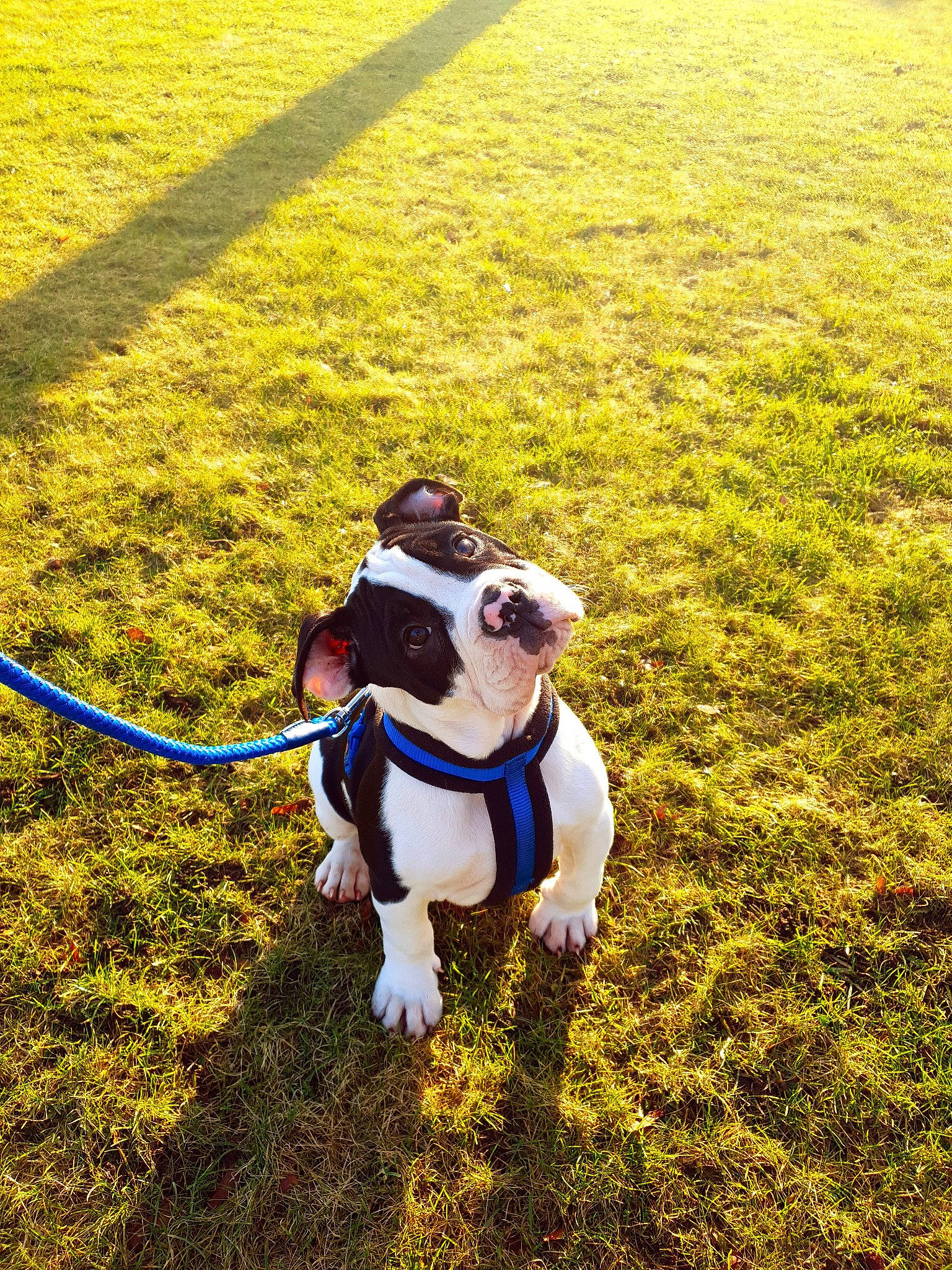 Cassius joined the competition — help win amazing prizes! adventure, american_bulldog, american_staffordshire_terrier, canidae, carnivore, companion_dog, dog, dog_breed, dog_collar, dog_walking, french_bulldog, grass, leash, non_sporting_group, olde_english_bulldogge, puppy, tail, terrier