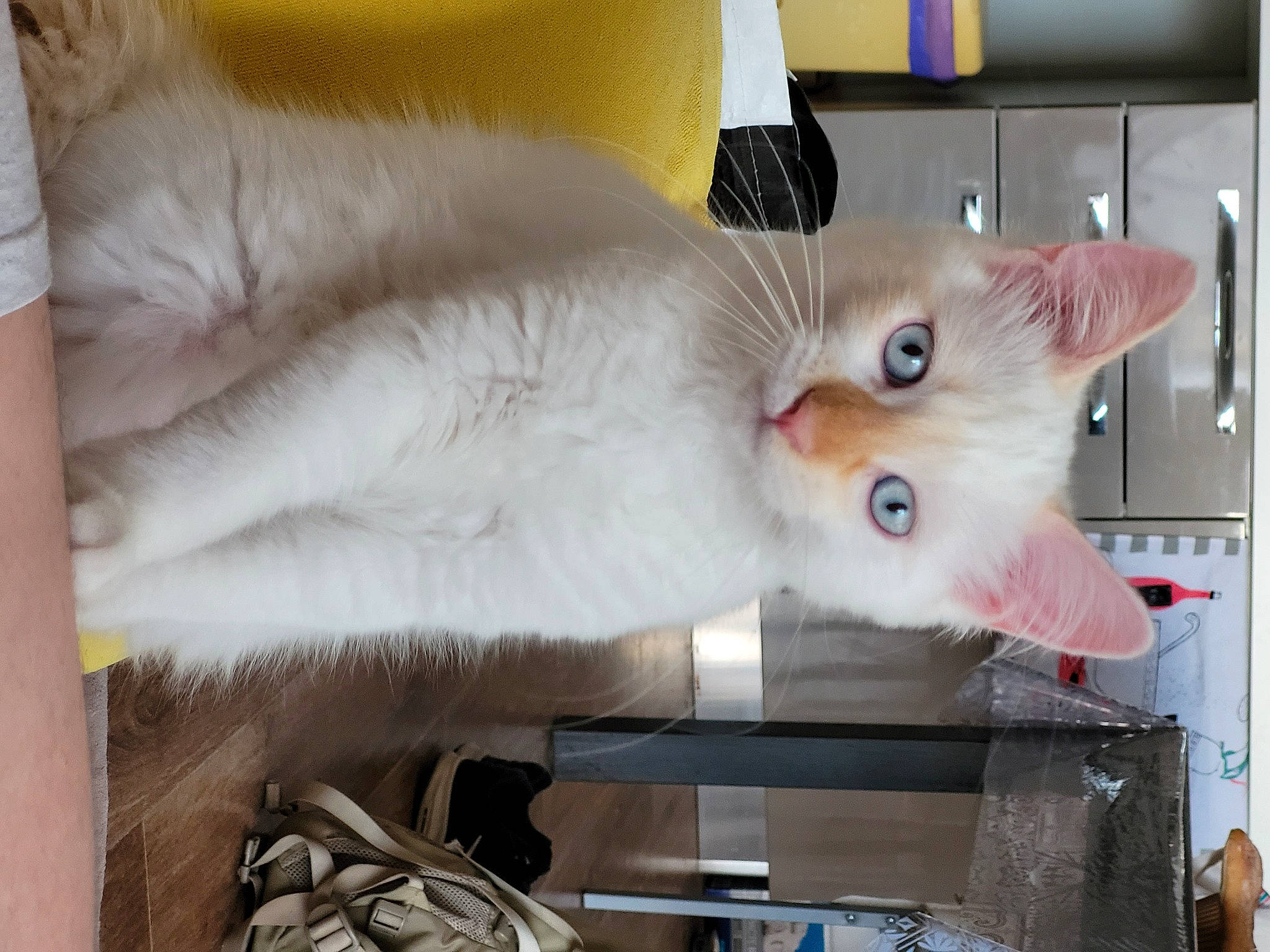 Ramsès a rejoint le concours — aidez-le/la à gagner de superbes lots ! carnivore, cat, comfort, domestic_short_haired_cat, fawn, felidae, fur, paw, room, small_to_medium_sized_cats, snout, tail, vehicle, whiskers