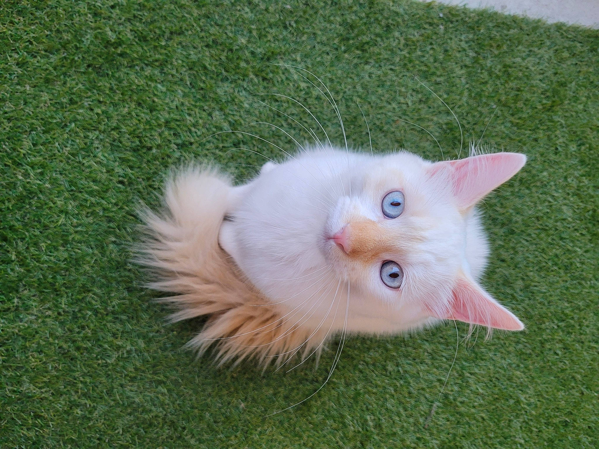 Ramsès a rejoint le concours — aidez-le/la à gagner de superbes lots ! carnivore, cat, domestic_short_haired_cat, eye, fawn, felidae, fur, grass, iris, paw, small_to_medium_sized_cats, snout, tail, terrestrial_animal, whiskers