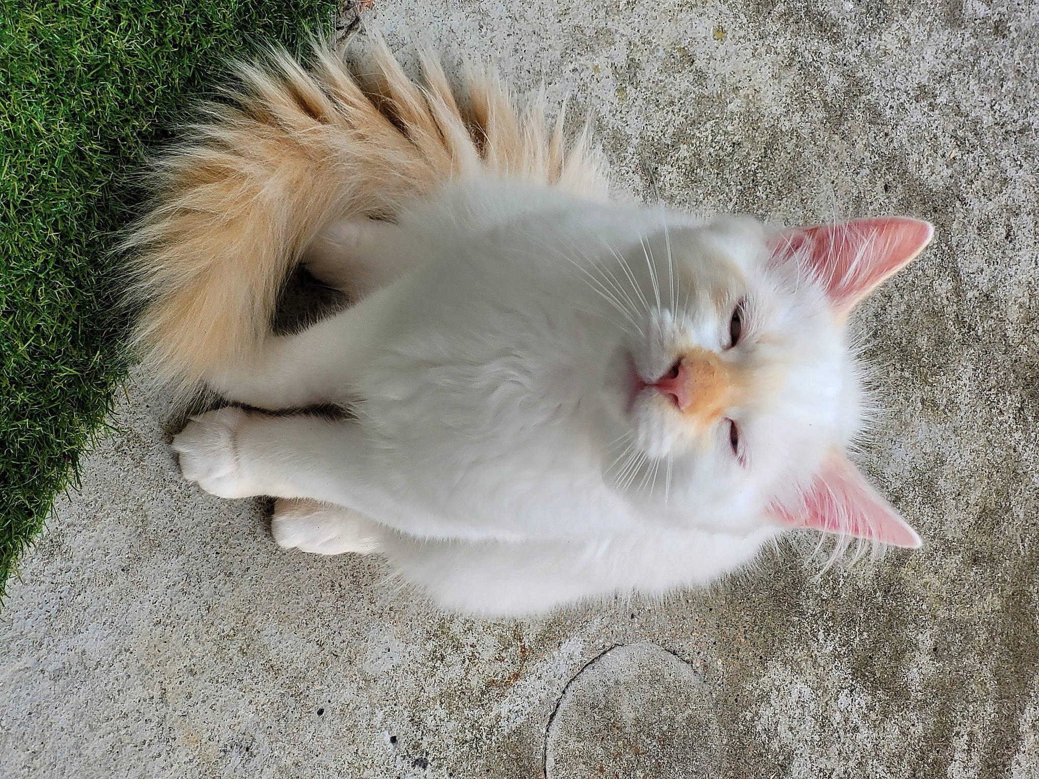 Ramsès a rejoint le concours — aidez-le/la à gagner de superbes lots ! carnivore, cat, claw, domestic_short_haired_cat, eye, fang, fawn, felidae, fur, paw, small_to_medium_sized_cats, snout, tail, terrestrial_animal, whiskers