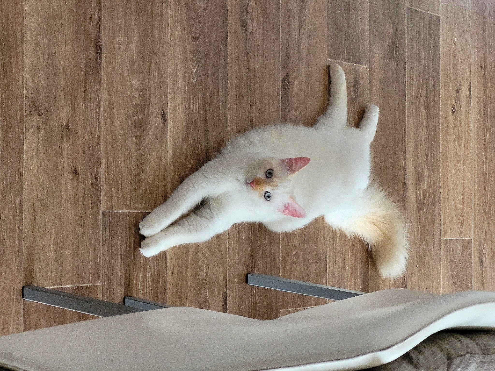 Ramsès participe au concours pour gagner de l'argent avec cette photo : ball, canidae, carnivore, claw, cockatoo, comfort, companion_dog, dog_breed, fawn, felidae, fur, hardwood, paw, small_to_medium_sized_cats, sporting_group, table, tail, toy, whiskers, wood