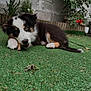 Akira a rejoint le concours — aidez-le/la à gagner de superbes lots ! puppy, dog, grass, chewing, stick, brick_wall, flower, red_flower, plant, outdoor, pet, fur, cute, animal, lying_down, green, nature, young_dog, small, playful